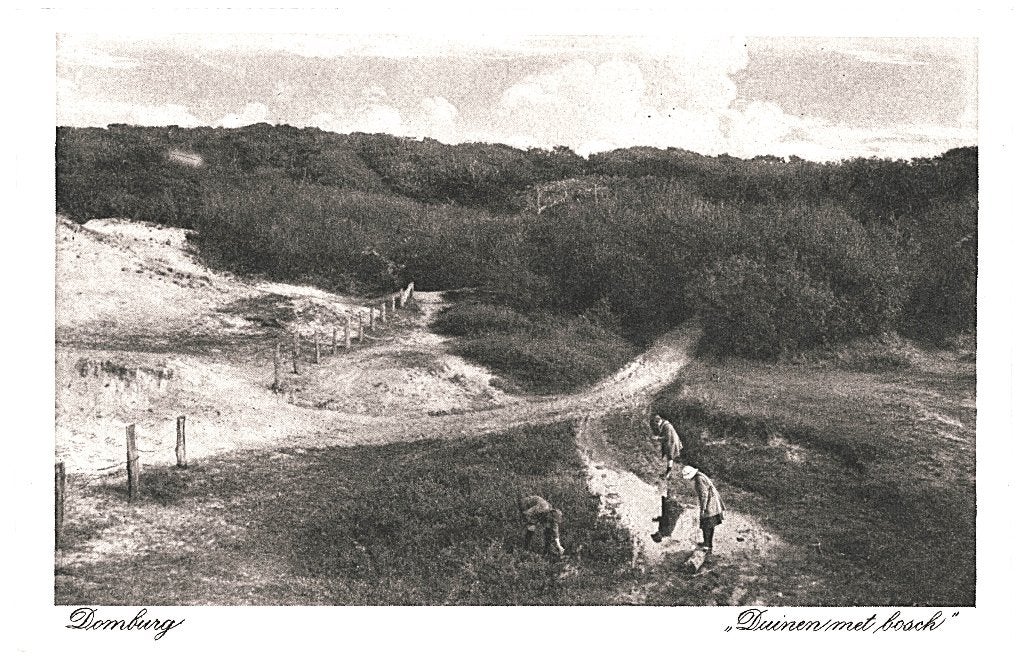 700375	Domburg	Duinen met Bosch Z Nette kaart onbeschreven