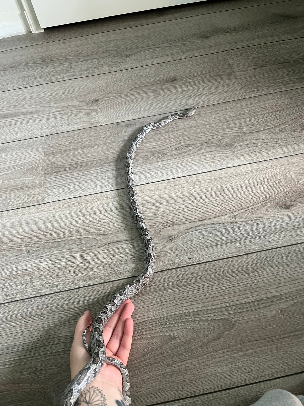 Korenslang 2 jaar Corn Snake photo 3