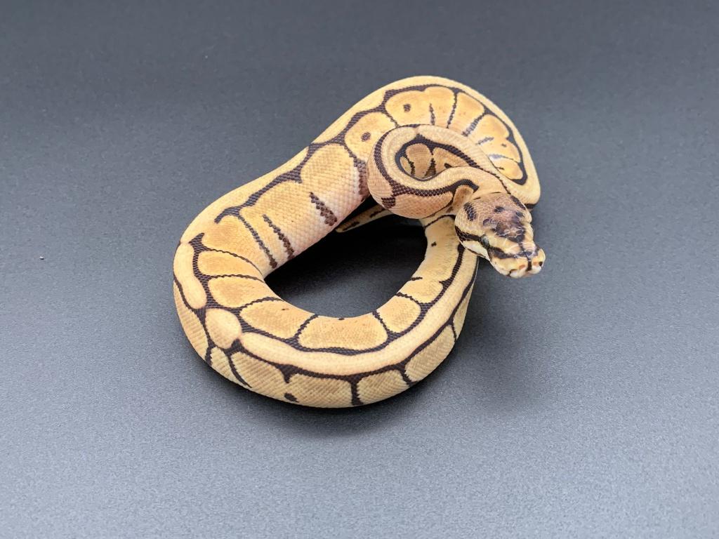 0.1 spider mojave het DG python regius, Dieren en Toebehoren, Reptielen en Amfibieën, Slang, 0 tot 2 jaar