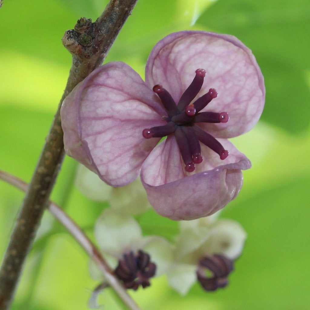 Akebia quinata – Schijnaugurk/ Chocoladewingerd, Bio, Tuin en Terras, Planten | Tuinplanten, Ophalen, Vaste plant, Halfschaduw