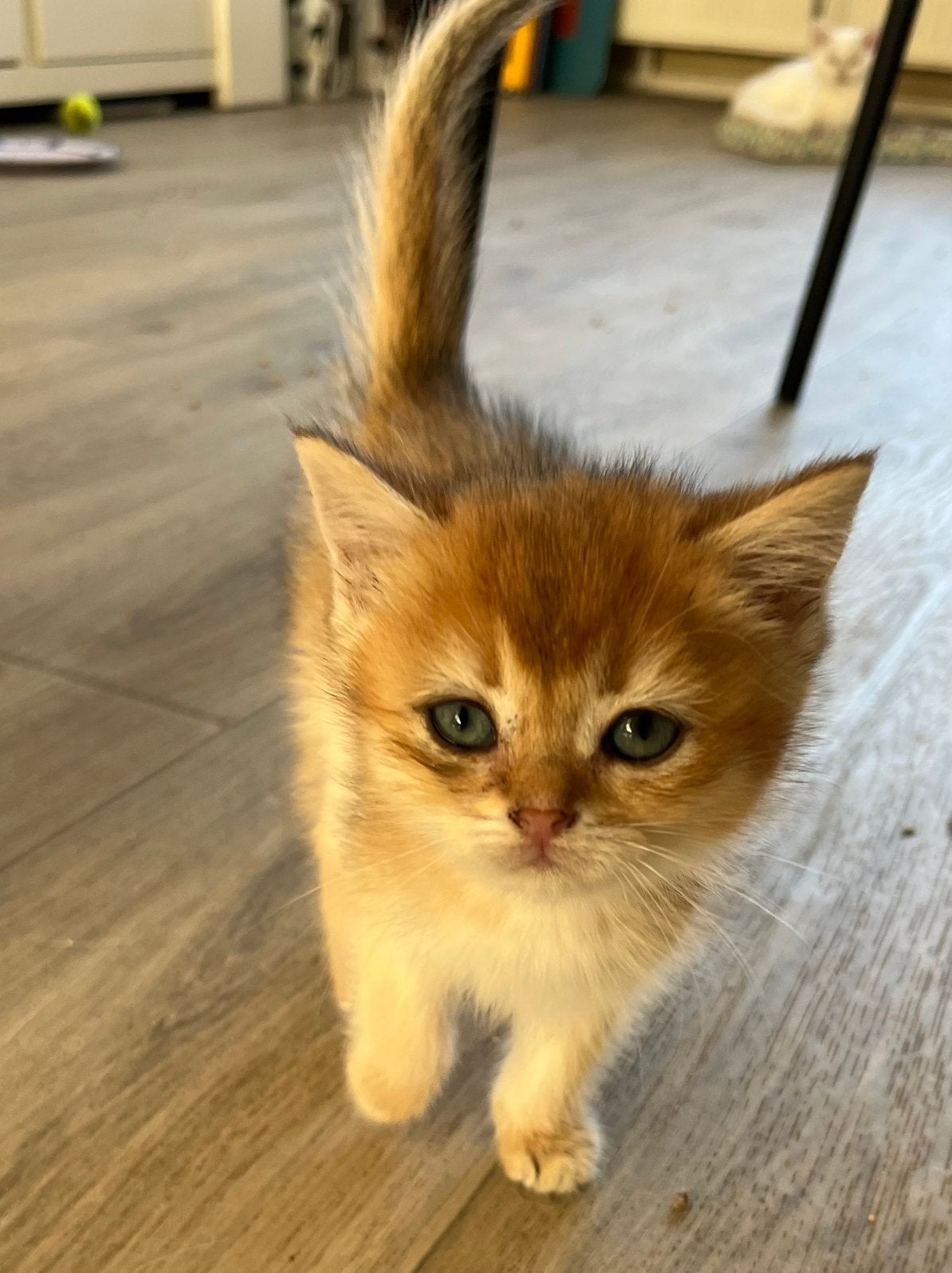 Britse korthaar kittens te koop golden en silver shaded poi, Meerdere dieren, Ontwormd, 0 tot 2 jaar