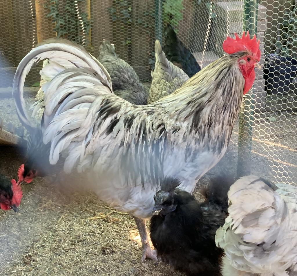 Australorp haan splash, rustig, niet agressief, Dieren en Toebehoren, Pluimvee, Mannelijk, Kip
