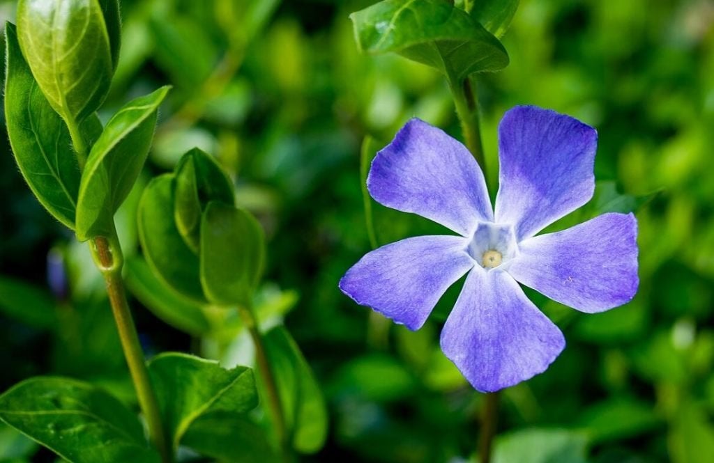 Maagdenpalm Vinca minor 'Atropurpurea', Bodembedekkers, Vaste plant, Ophalen of Verzenden, Halfschaduw