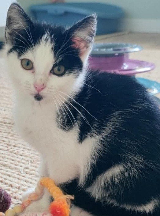 super leuke kittens, Dieren en Toebehoren, Meerdere dieren, Kortharig, 0 tot 2 jaar