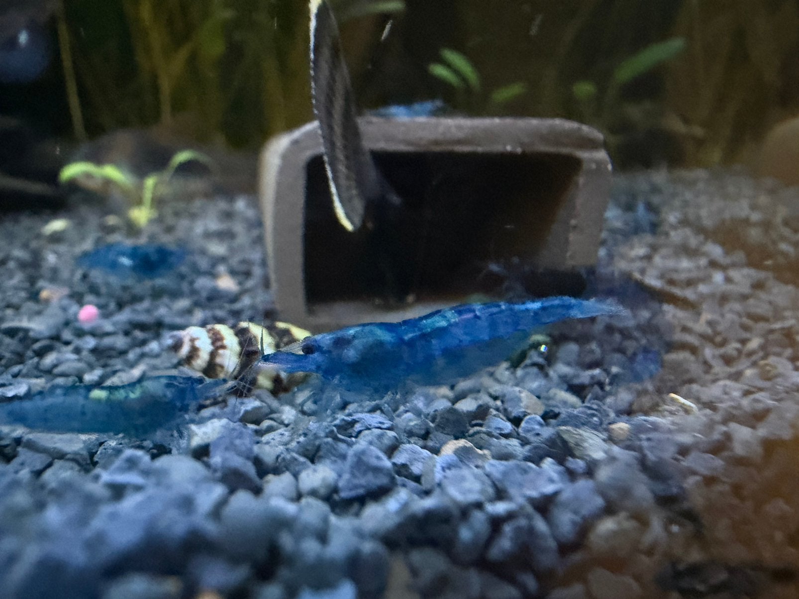 Blauwe garnalen | Neocaridina Davidi | Blue Velvet, Dieren en Toebehoren, Vissen | Aquariumvissen, Kreeft, Krab of Garnaal