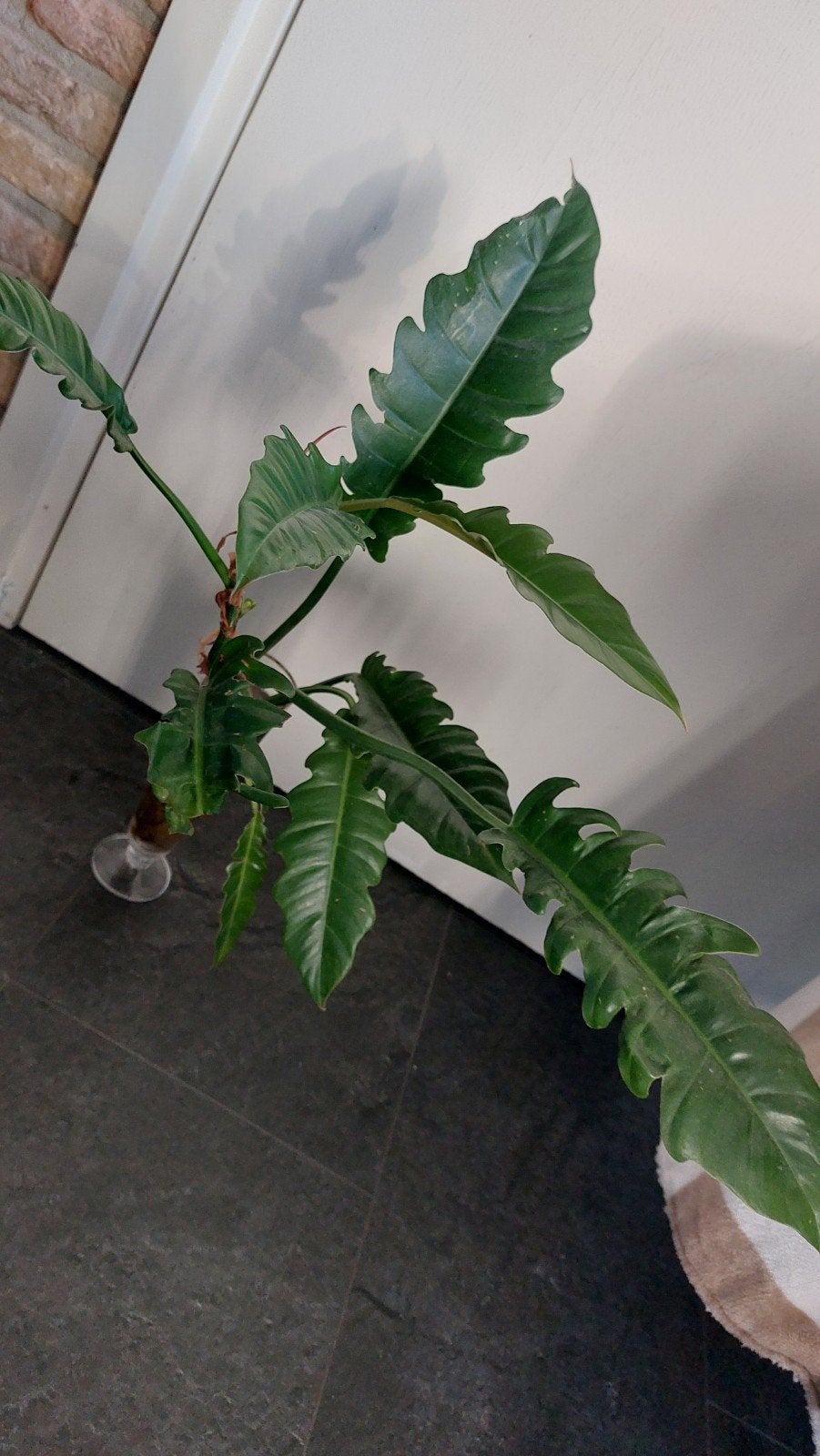 philodendron narrow, Ophalen of Verzenden, Halfschaduw, Minder dan 100 cm