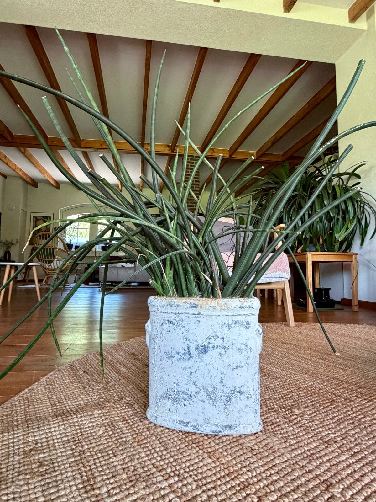 Grote Sansevieria / vrouwentong / slangenplant in pot, Ophalen, 100 tot 150 cm, Overige soorten, Halfschaduw