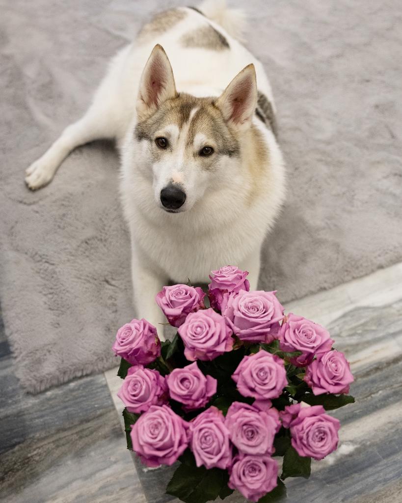Sever, Particulier, Reu, Eén hond, Parvo
