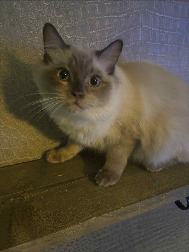 Ragdoll Dekkater Valerio - Chocolate Sepia (Draagt Cinnamon), 3 tot 5 jaar