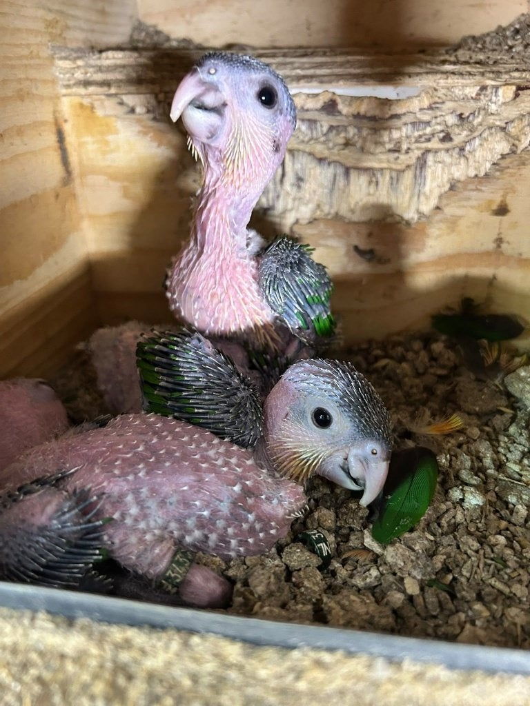 jonge zwartkopcaiques, Meerdere dieren, Parkiet, Geringd