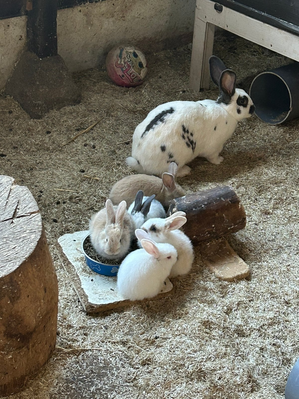 Duitse reus konijntjes, Meerdere dieren, Overige soorten