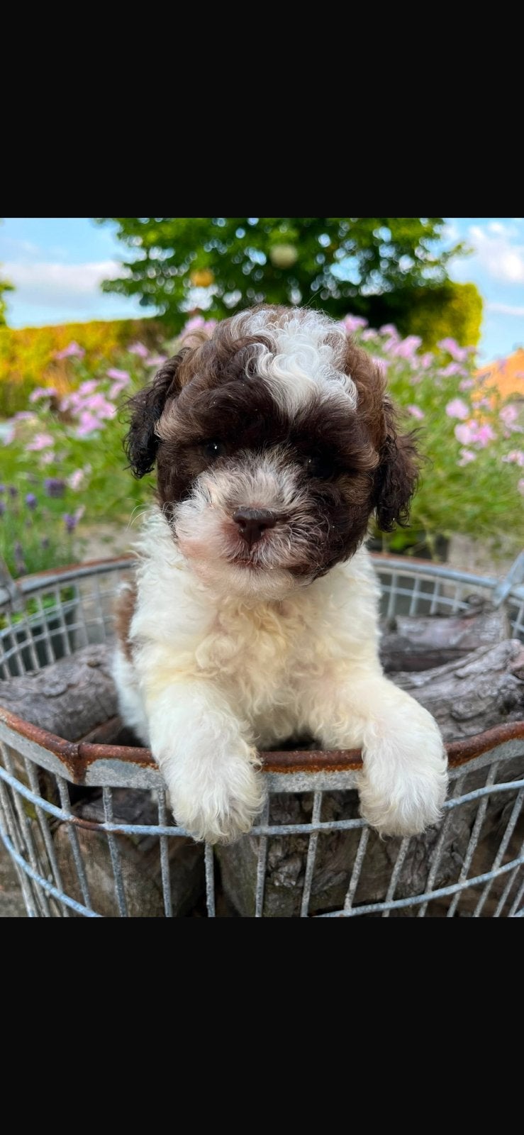 Boomer x Poedel (Boompoo pups) 🐶, Parvo, Overige rassen, 8 tot 15 weken, Teef
