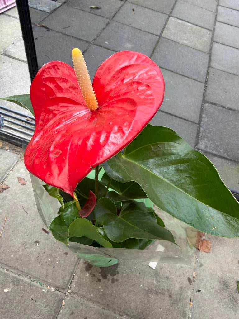 Anthurium plant - Rode bloeiende kamerplant (8 stuks), Overige soorten, In pot, Minder dan 100 cm, Bloeiende kamerplant