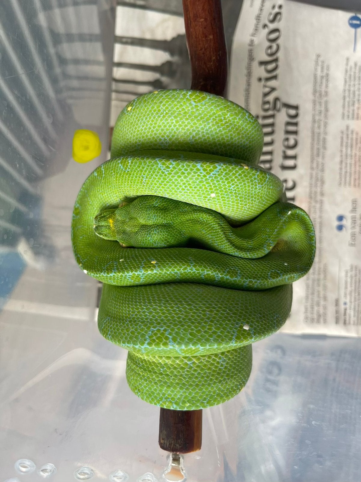 Morelia viridis Jayapura Green Tree Python photo 4