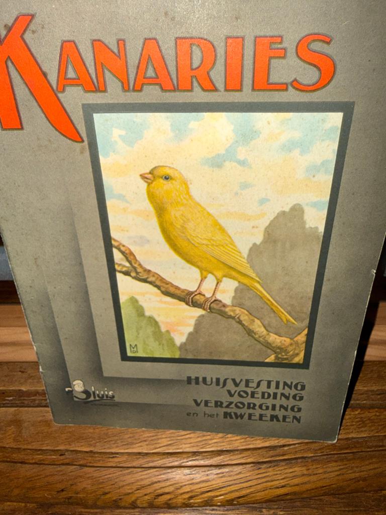 Kanaries, Dieren en Toebehoren, Vogels | Kanaries, Meerdere dieren, Kleurkanarie