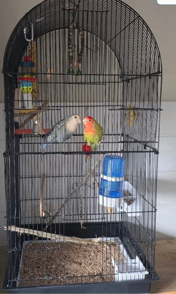 agapornis, Geslacht onbekend, Dwergpapegaai of Agapornis, Tam