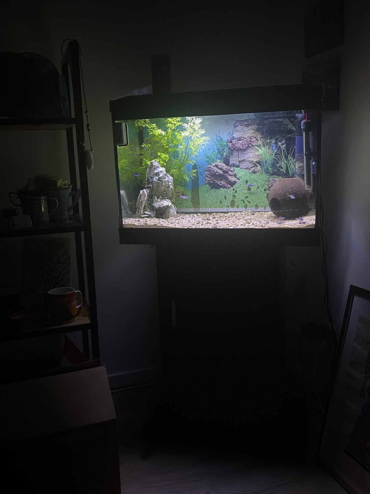 Aquarium met visjes gratis ophalen!!, Ophalen of Verzenden, Zo goed als nieuw, Gevuld zoetwateraquarium