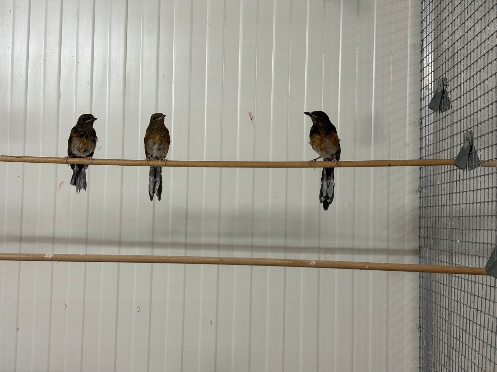 Jonge schamalijsters, Dieren en Toebehoren, Vogels | Overige Vogels, Meerdere dieren, Geringd