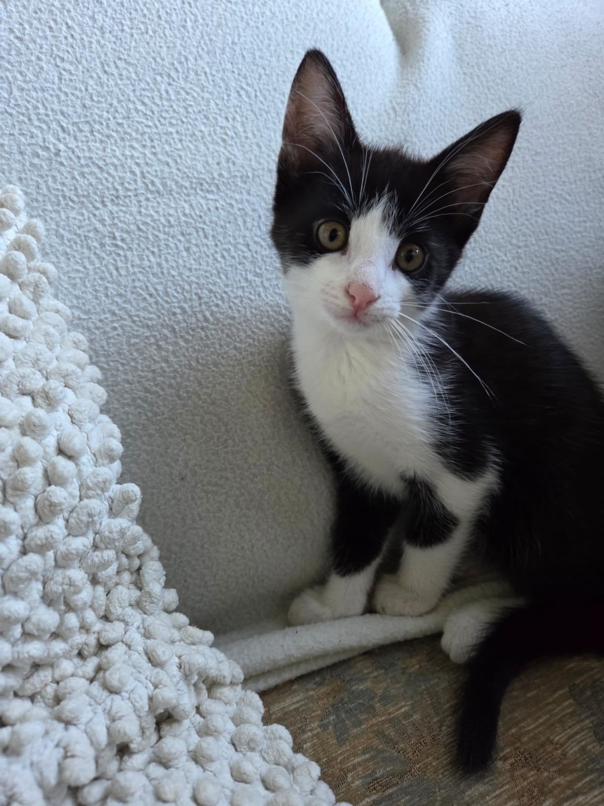 Lieve kitten zoekt nieuw baasje, Poes
