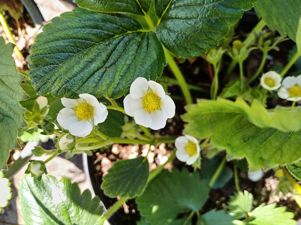 Aardbeiplanten grote pot.  Gratis munt, Ophalen, Overige soorten, Volle zon