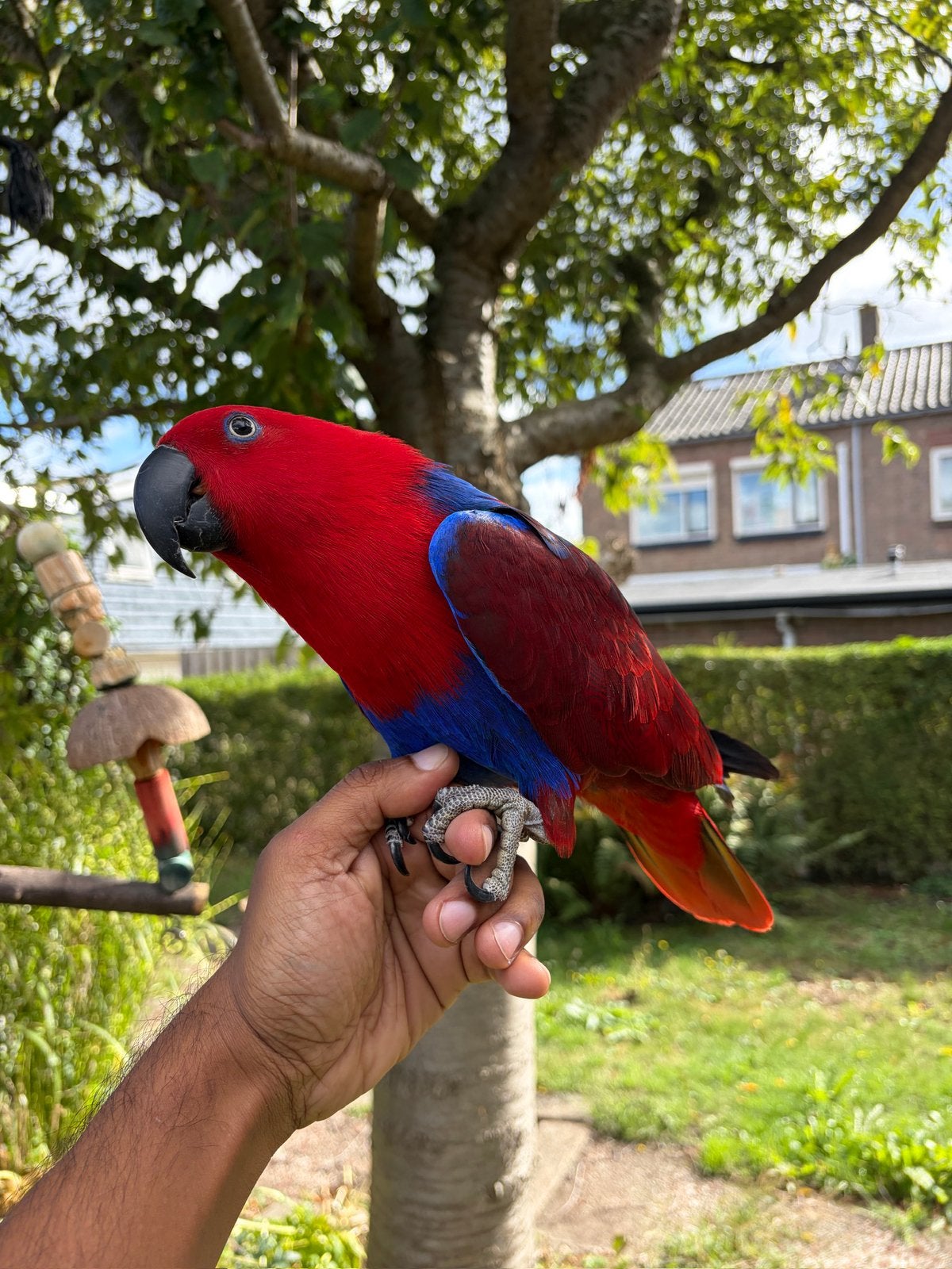 Handtamme edelpapegaai!, Dieren en Toebehoren, Vrouwelijk, Papegaai, Pratend