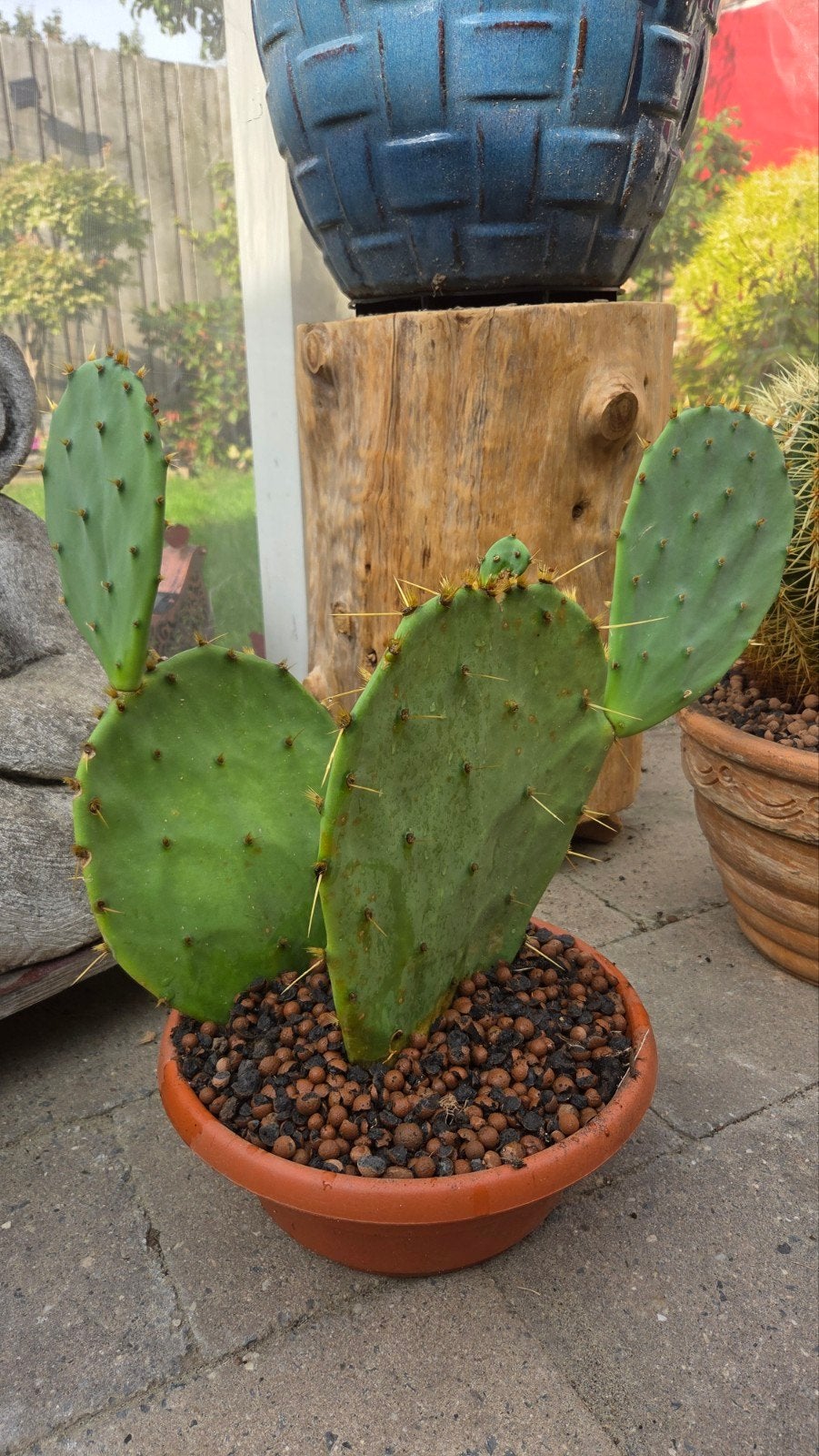 schijf cactus, Ophalen, Cactus, Volle zon, Minder dan 100 cm