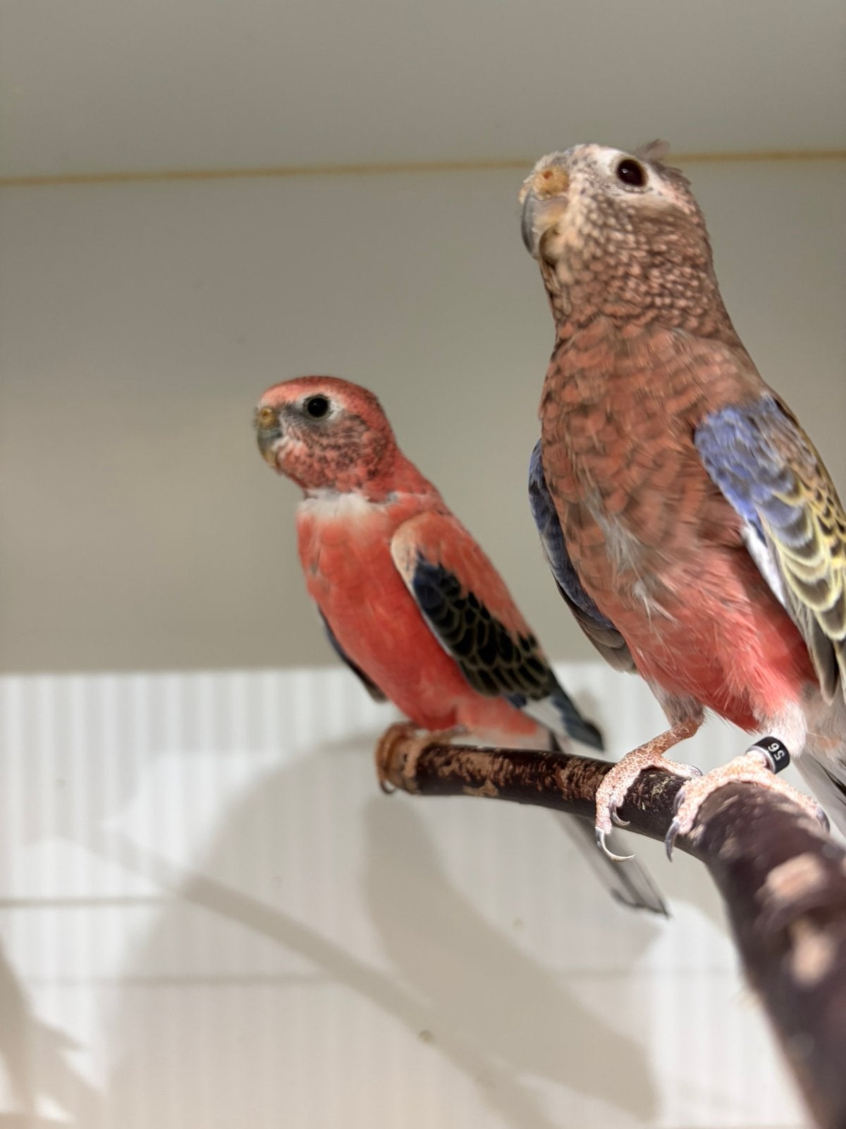 Bourkes parkieten, Meerdere dieren, Geringd
