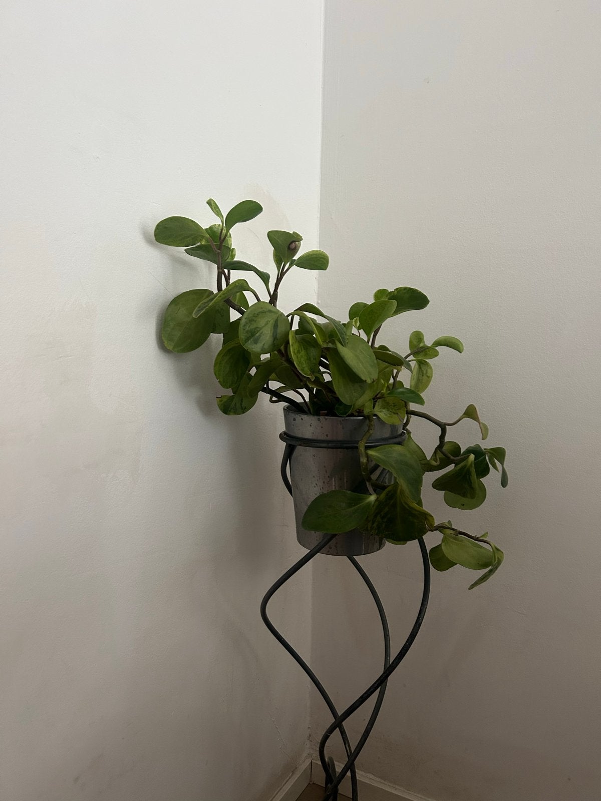 Mooie kamerplant in pot, Ophalen, Overige soorten, Halfschaduw, In pot