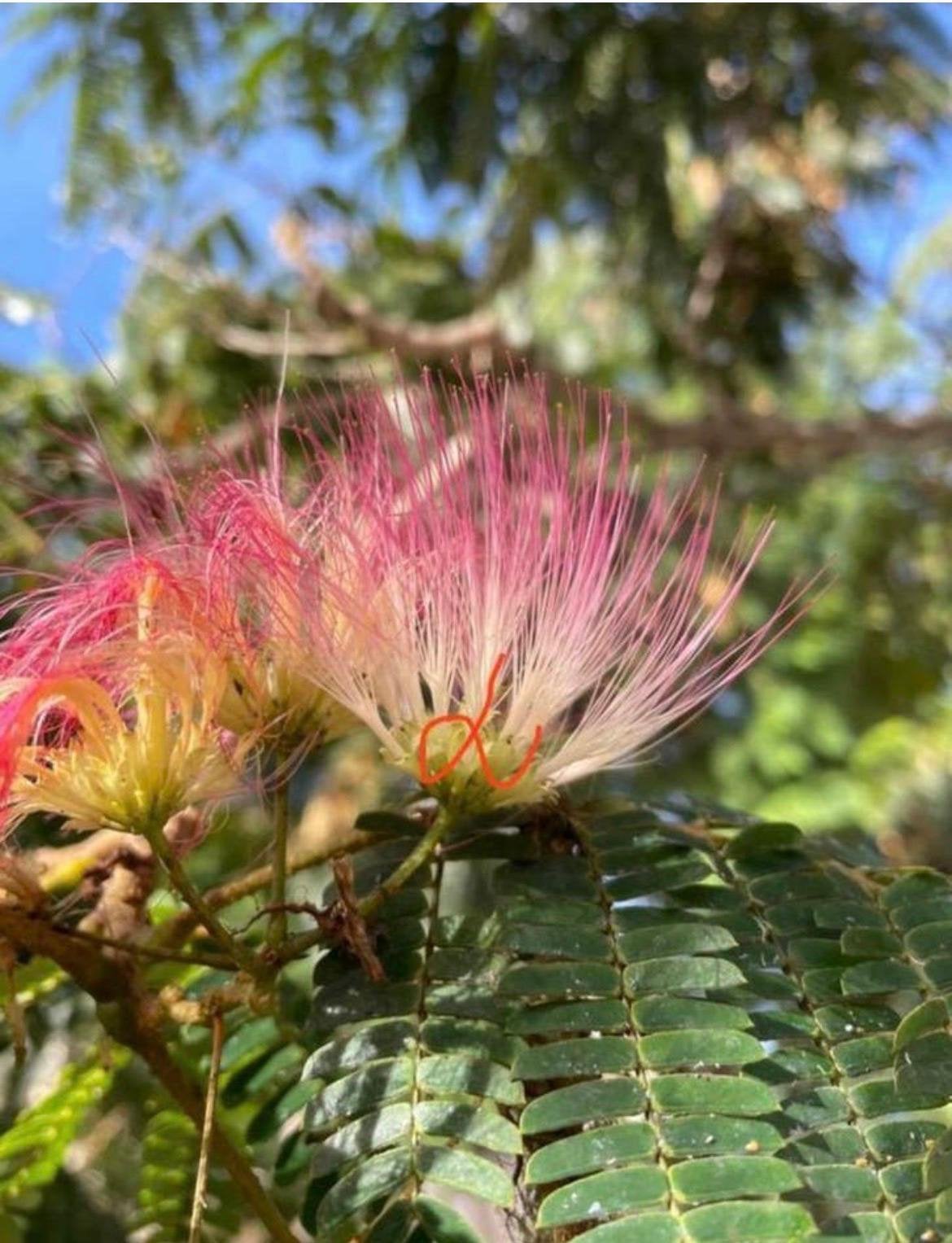 Biologische Albizia julibrissin Perzische slaapboompjes, Tuin en Terras, Planten | Bomen, Ophalen of Verzenden, Volle zon, Overige soorten