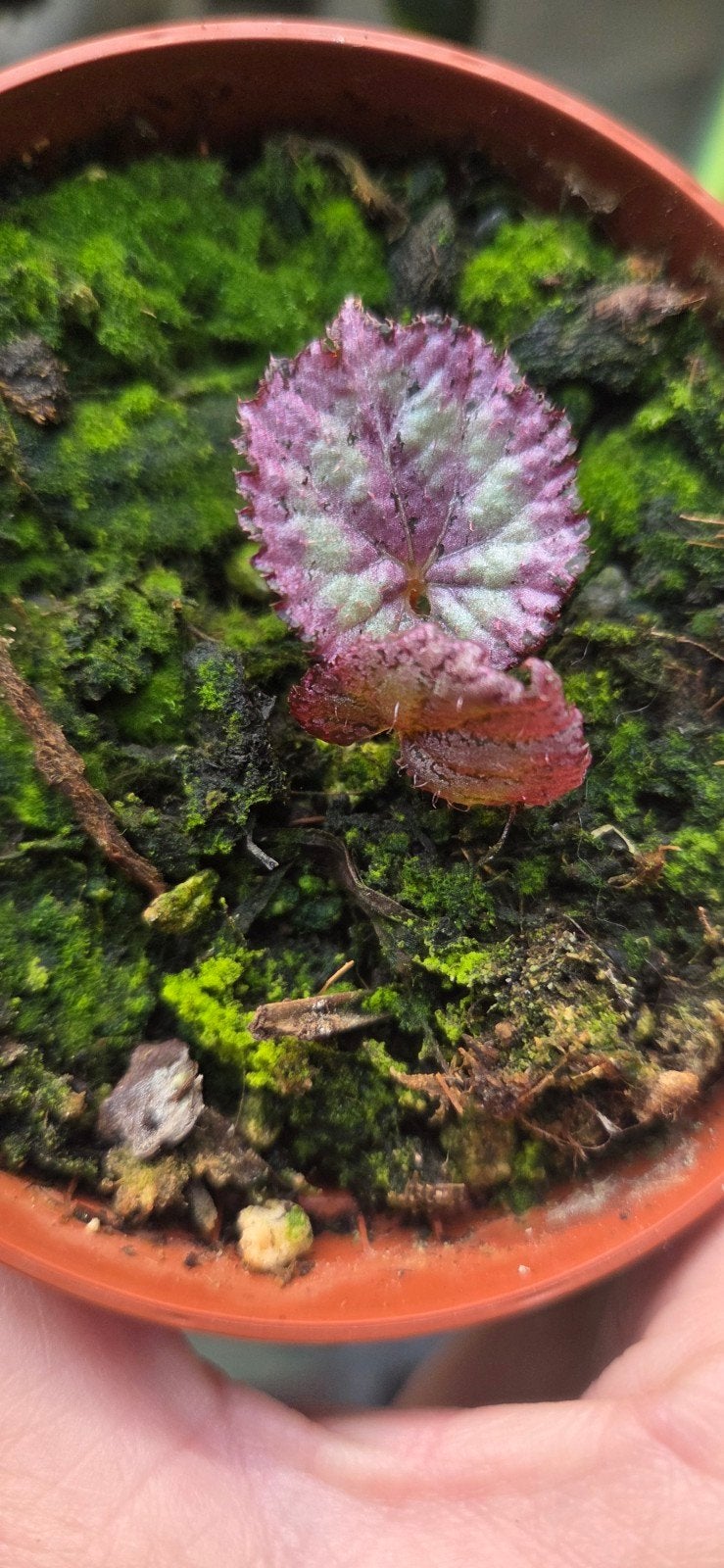 begonia pink panther, Ophalen of Verzenden, Overige soorten, Volle zon