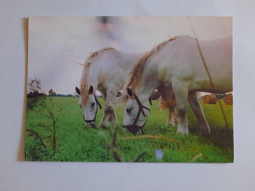ansichtkaart kaart paard veulen PERCHERON schimmels, Ophalen, 1980 tot heden, Ongelopen, Paard