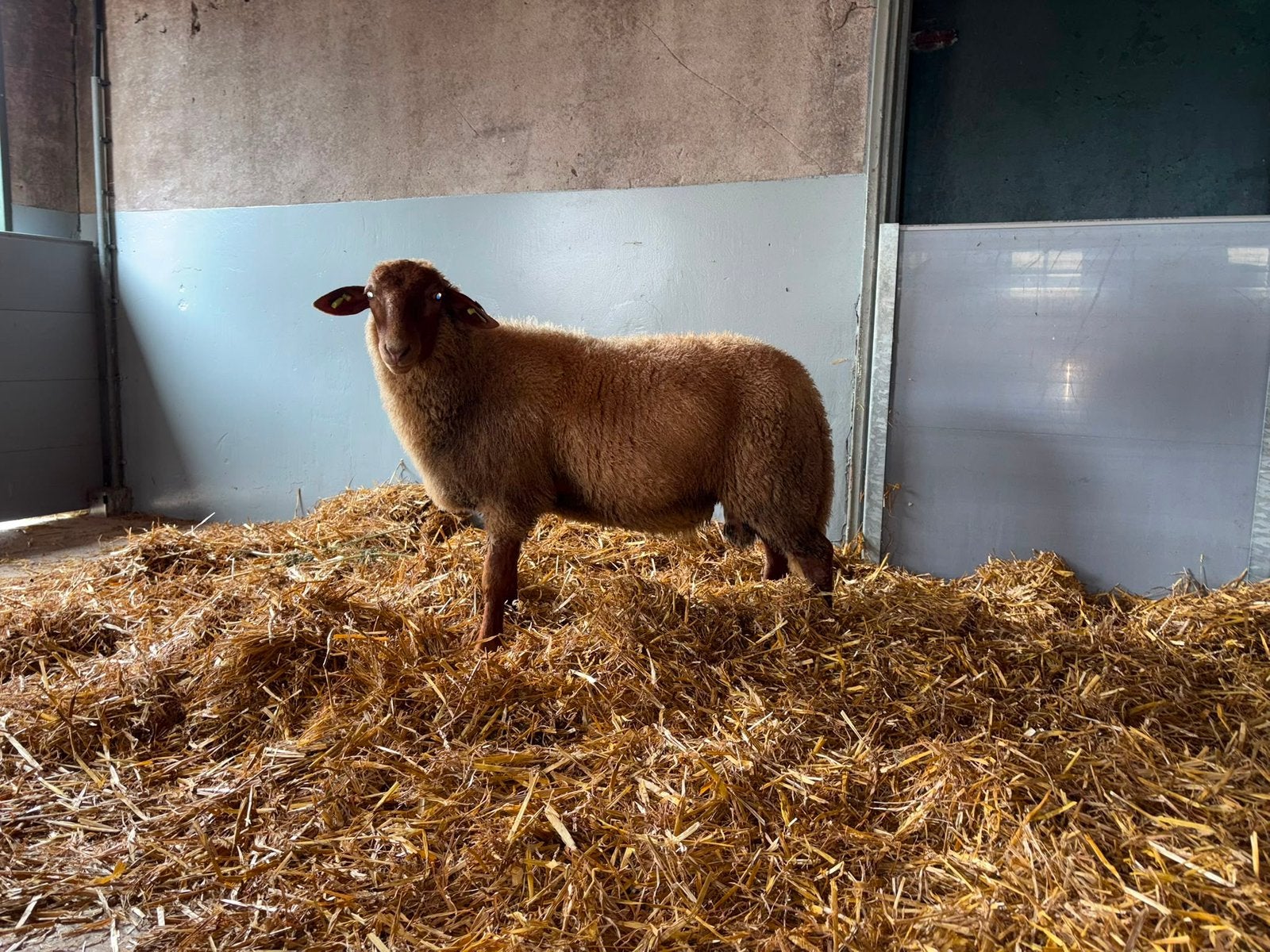 Coburger fuchs dekram te koop!, Mannelijk, Schaap, 0 tot 2 jaar