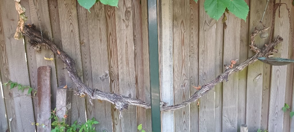 5 grote, grillige druiventakken. Los of als partij, Ophalen, Gebruikt, Wanddecoratie, Hout