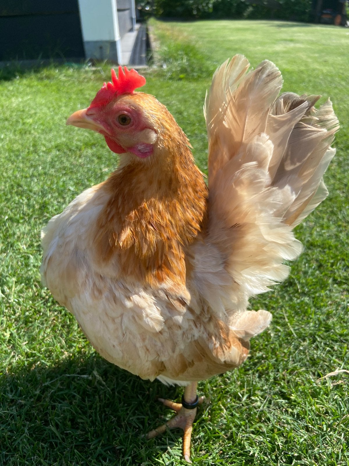 Volwassen serama hen 400 gram!, Vrouwelijk, Kip