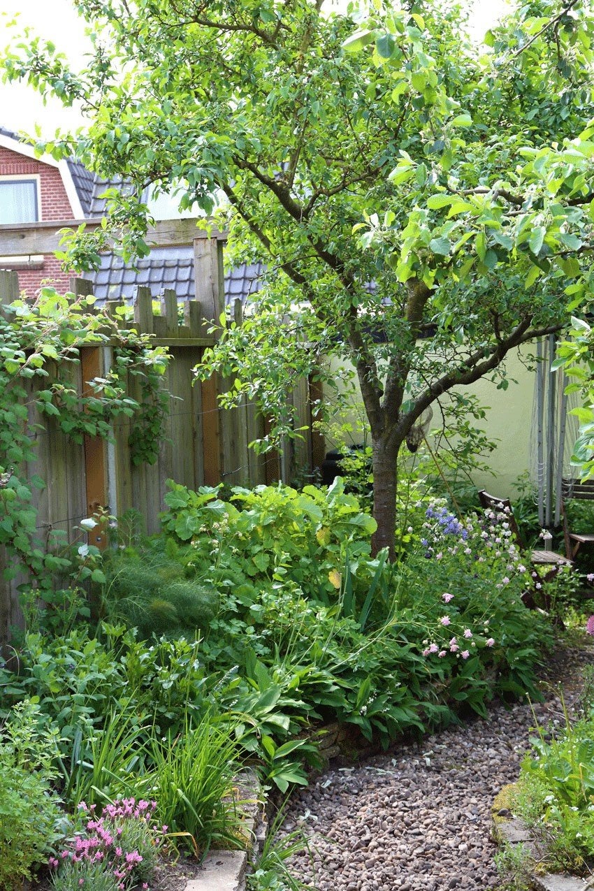 Gezocht: Gratis stekjes, struiken of bomen voor eetbare tuin, Ophalen, Minder dan 100 cm, Overige soorten, Zomer