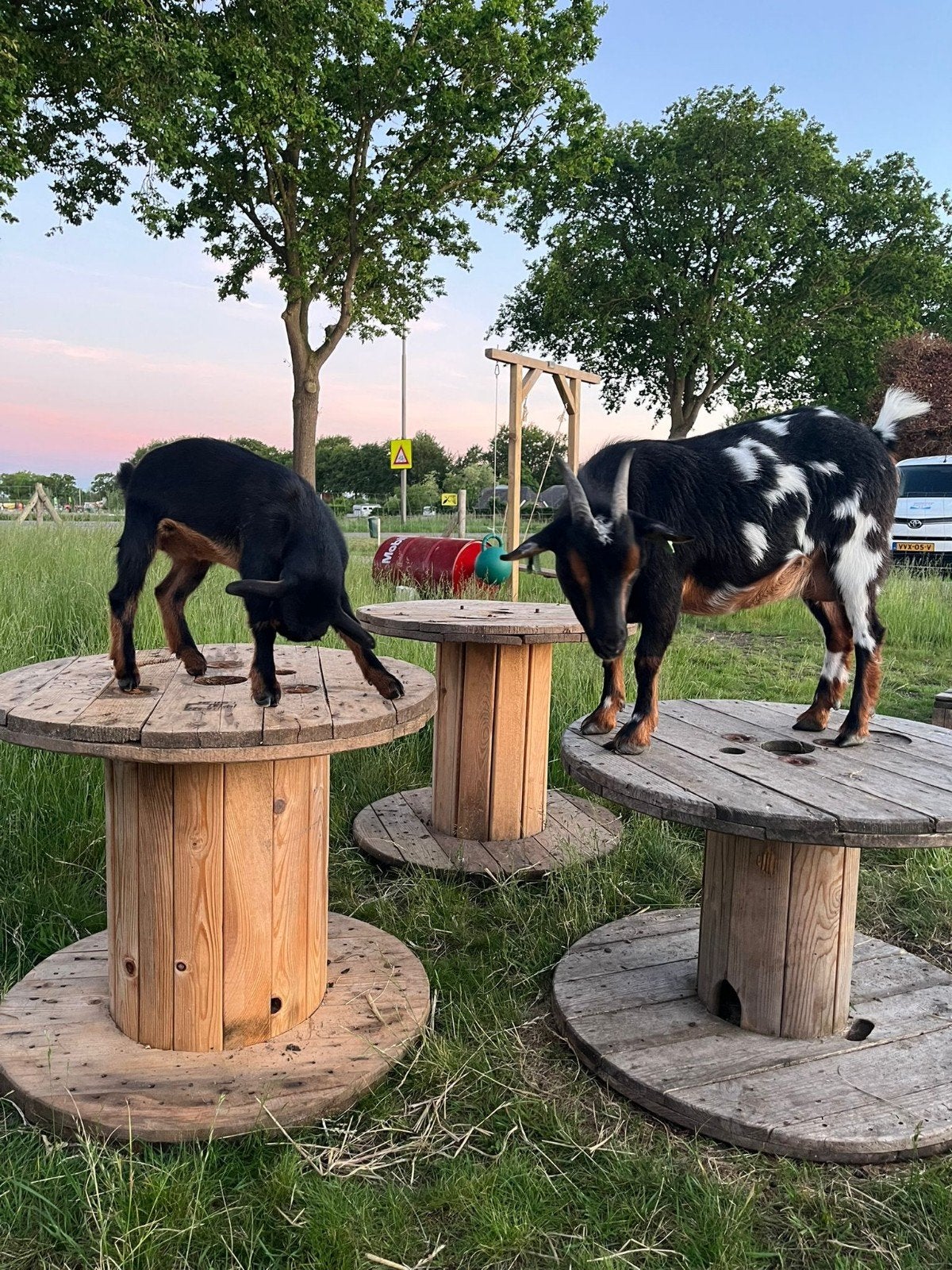 Black & Tan (stippel) Moedergeit met geitlam, Dieren en Toebehoren, Vrouwelijk, Geit, 0 tot 2 jaar