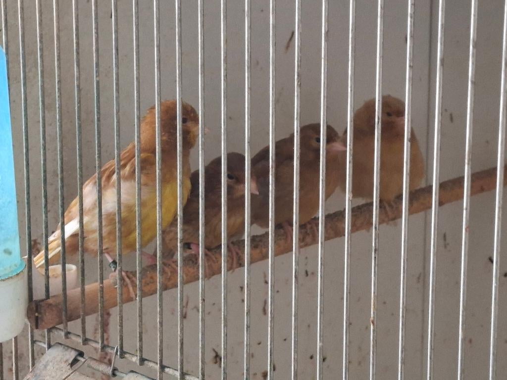Te Koop Jong 2x Phaoeo Kanarie 4x Donker Bruin Kanarie 2026, Dieren en Toebehoren, Vogels | Kanaries, Geslacht onbekend, Kleurkanarie