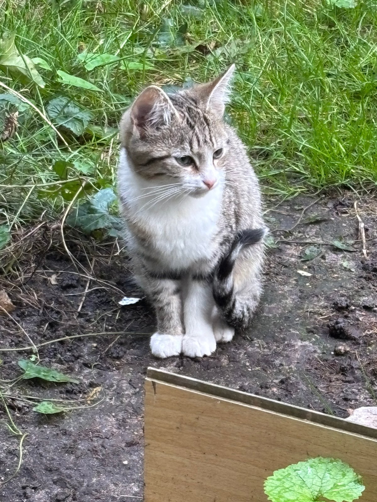 Lieve Tweezer (8 weken) zoekt een goed thuis, Poes, Kortharig, 0 tot 2 jaar