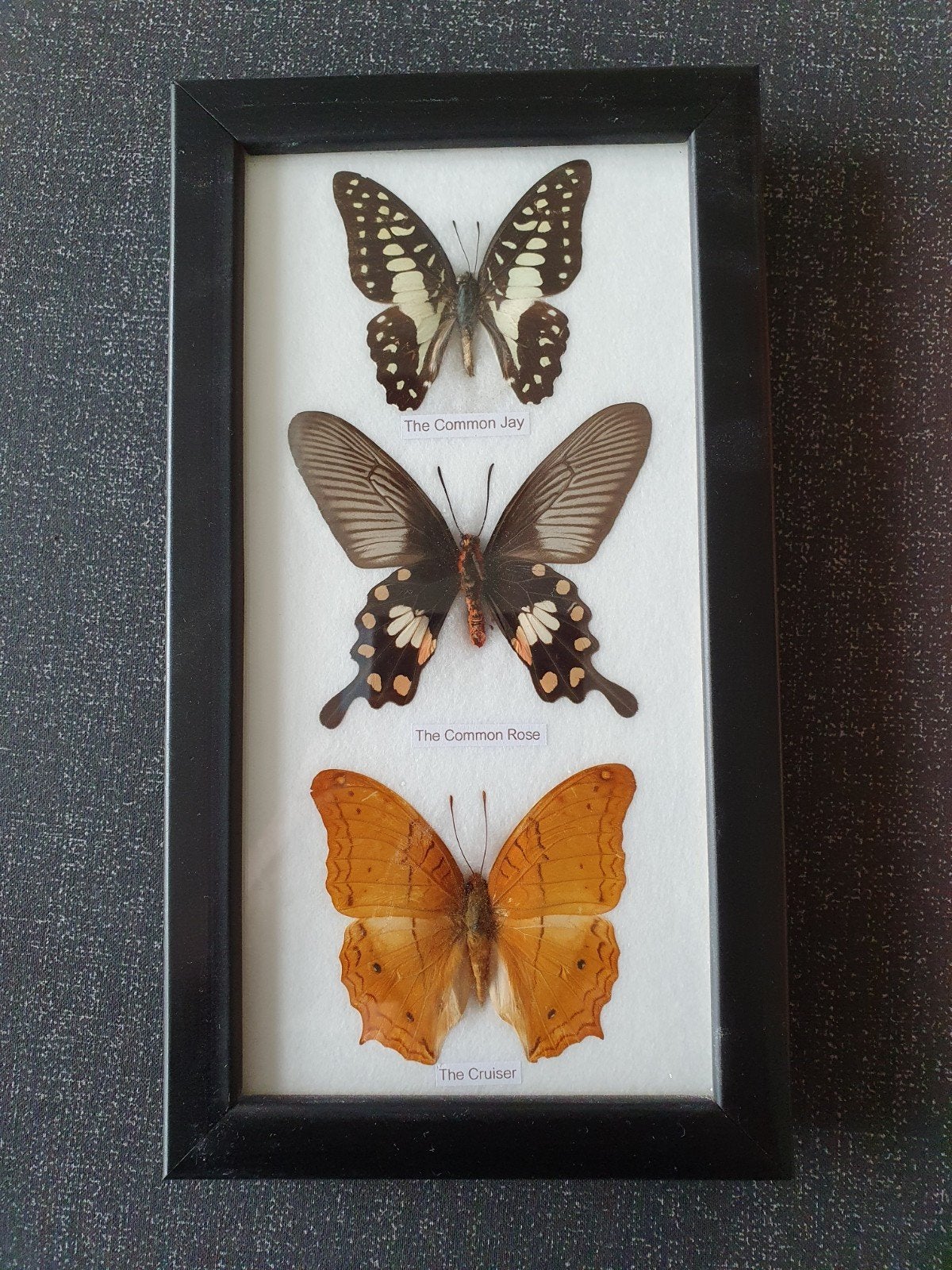 Ingelijste vlinders: The Common Jay, Rose & Cruiser, Ophalen of Verzenden, Zo goed als nieuw, Insect, Opgezet dier