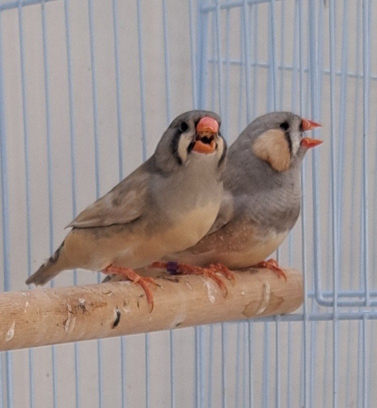 17 tt grote zebravinken meerdere koppels, Meerdere dieren, Tropenvogel, Geringd