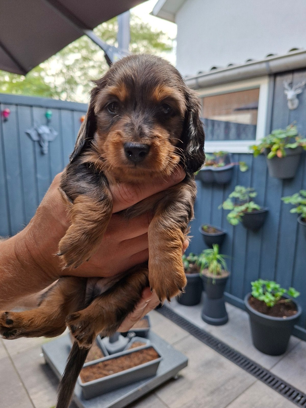 teckel pup, Dieren en Toebehoren, Reu, Dwerg, Langhaar, Meerdere