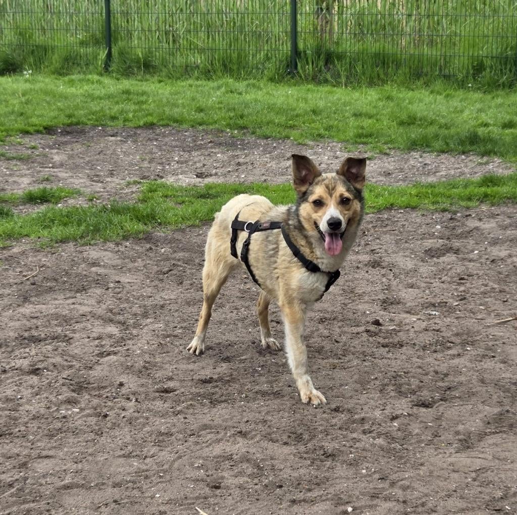 Vicky lief klein teefje, Dieren en Toebehoren, Honden | Niet-rashonden, Particulier, 1 tot 2 jaar, Buitenland, Teef