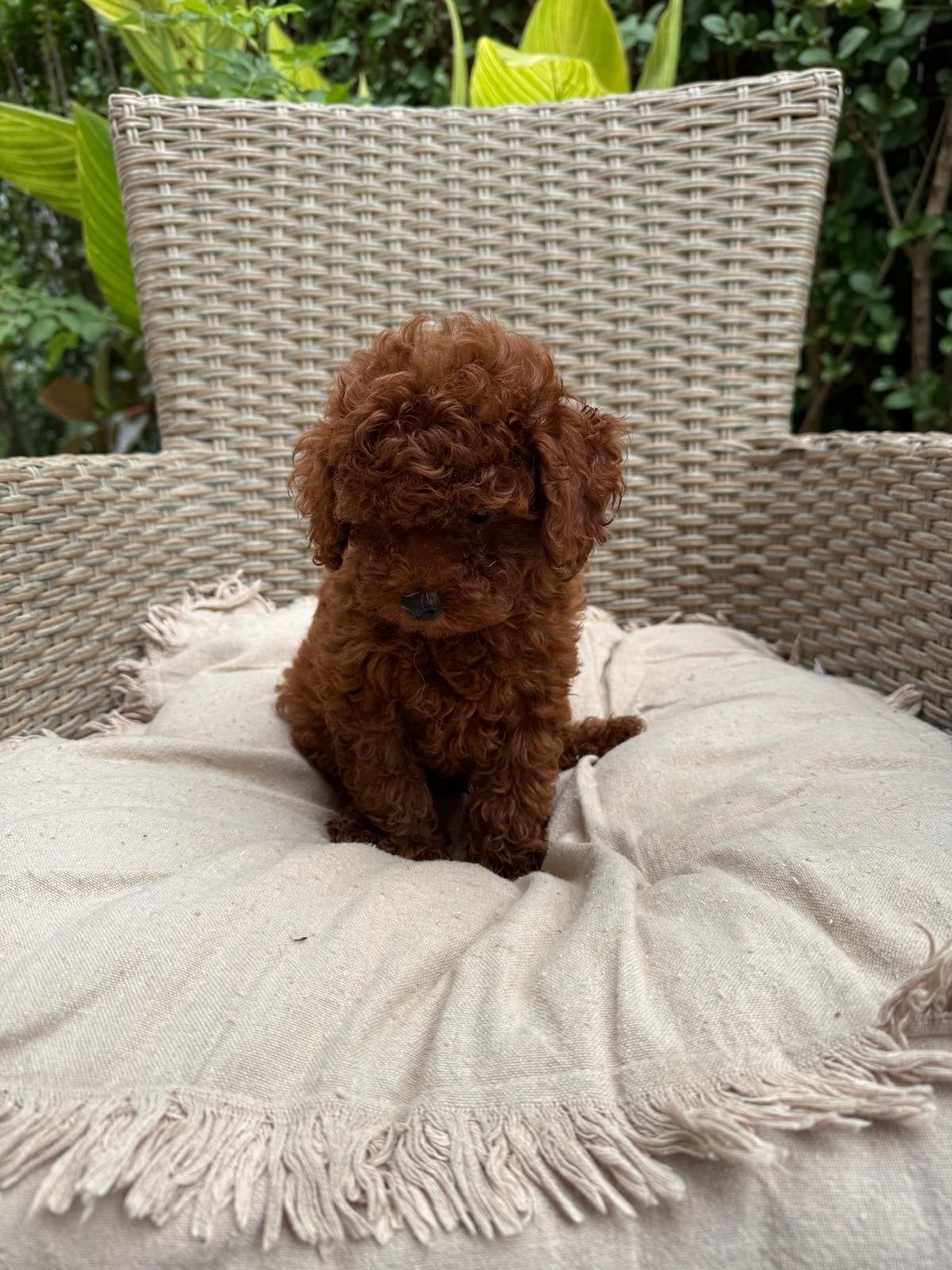 Mini rode toy Poedel, Reu, 8 tot 15 weken, Buitenland, Parvo