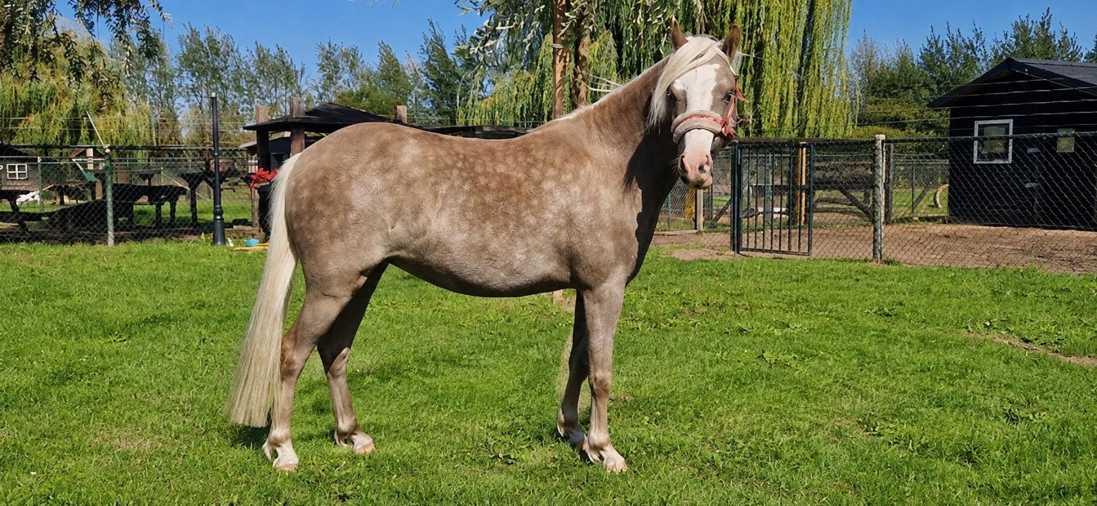 Prachtige 4-jarige a-pony merrie., Merrie, Met stamboom, A pony (tot 1.17m), 3 tot 6 jaar