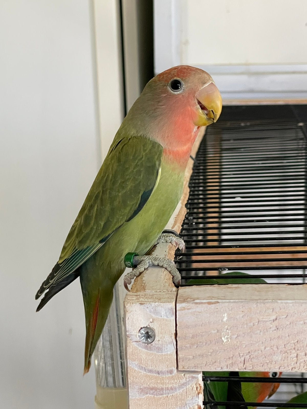 Prachtige Handtamme Lieve Agapornis Dwergpapegaai Lovebird, Dieren en Toebehoren, Vogels | Parkieten en Papegaaien, Meerdere dieren