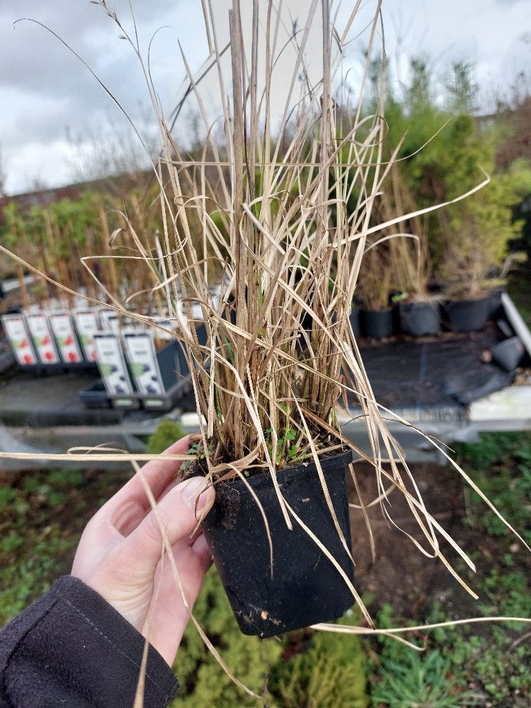 Miscanthus sinensis 'Kleine Silberspinne', Volle zon, Vaste plant, Zomer, Ophalen