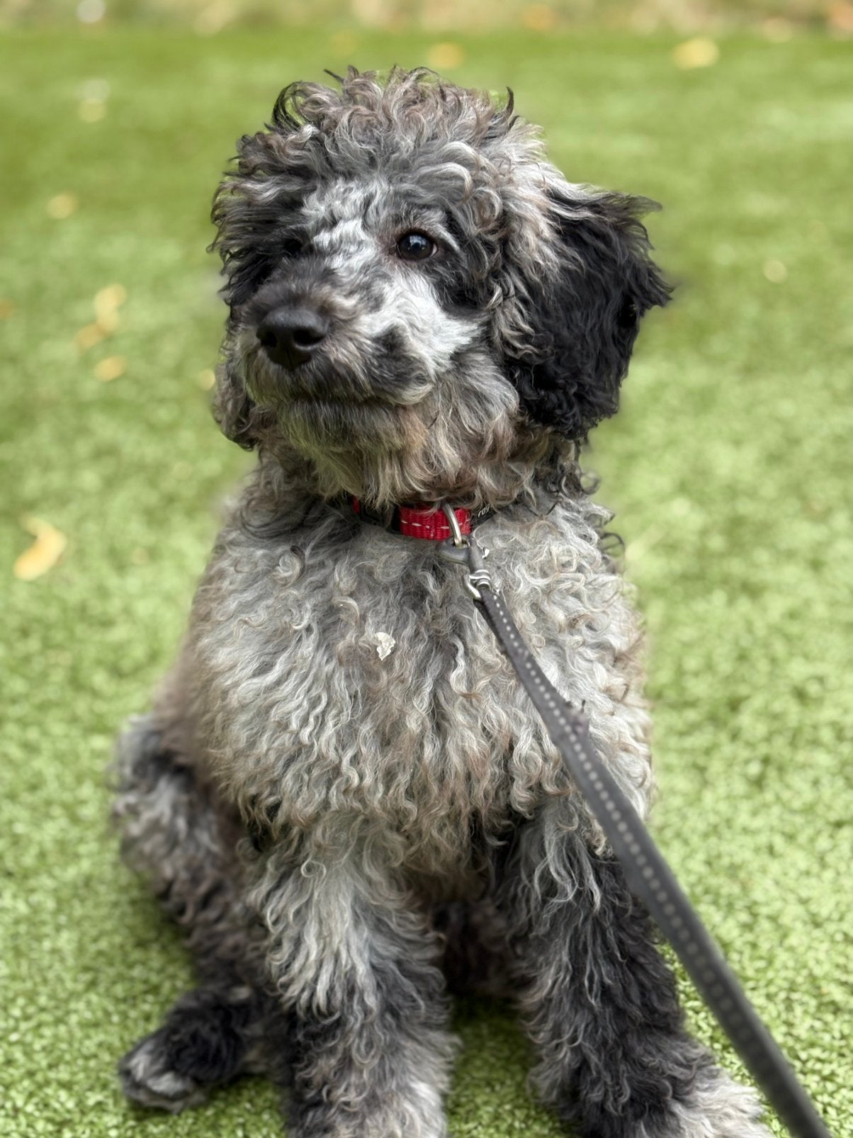 Toy Poedel puppy reutje zoekt een warm mandje 4 maanden oud, Reu, 8 tot 15 weken, Parvo, Eén hond