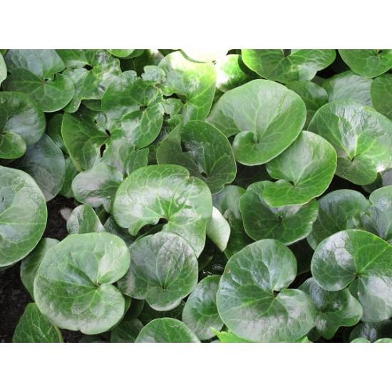 Mansoor/ wilde gember schaduwplant bodembedekker, Ophalen, Bodembedekkers, Vaste plant, Volledige schaduw