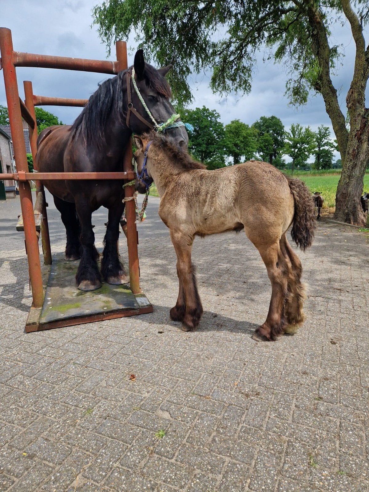 hoefstal voor trekpaarden, Ophalen