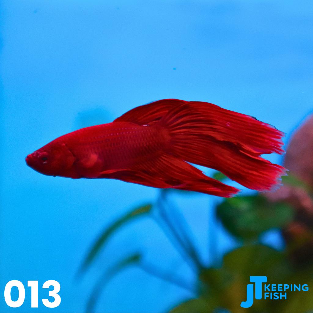 Betta Male Veiltail - Siamese Kempvis (013), Dieren en Toebehoren, Vissen | Aquariumvissen, Vis, Zoetwatervis